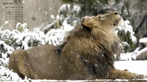 Lion-March-2011-Desktop-Calendar-Wallpaper-600x337 Lion March 2011 Desktop Calendar Wallpaper 600x337