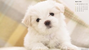 puppy puppy