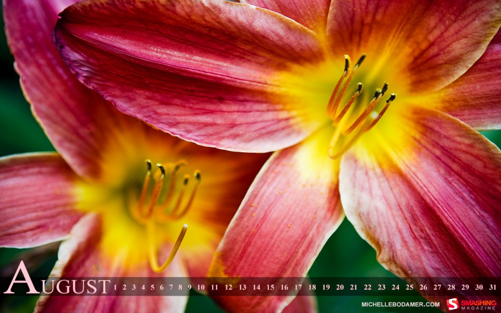 Michelle Bodamer Photography august 11 flower summer 98 calendar 1280x800