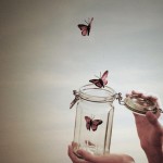 butterflys butterflys