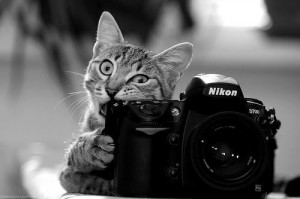 nikon nikon