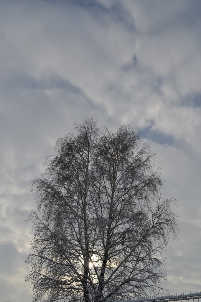 DSC_0197 DSC 0197