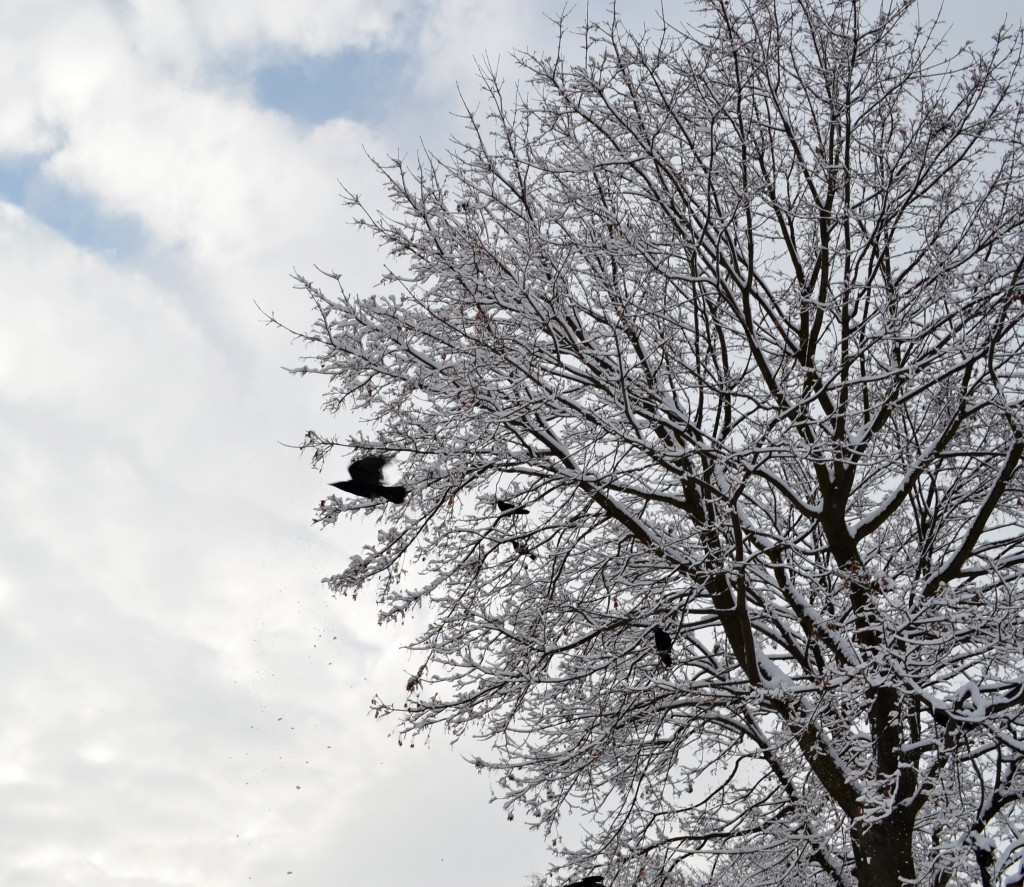 DSC_0199 DSC 0199