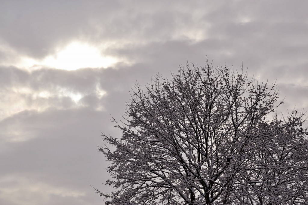 DSC_0206 DSC 0206
