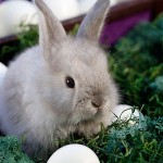 easter-bunny-jpg easter bunny jpg