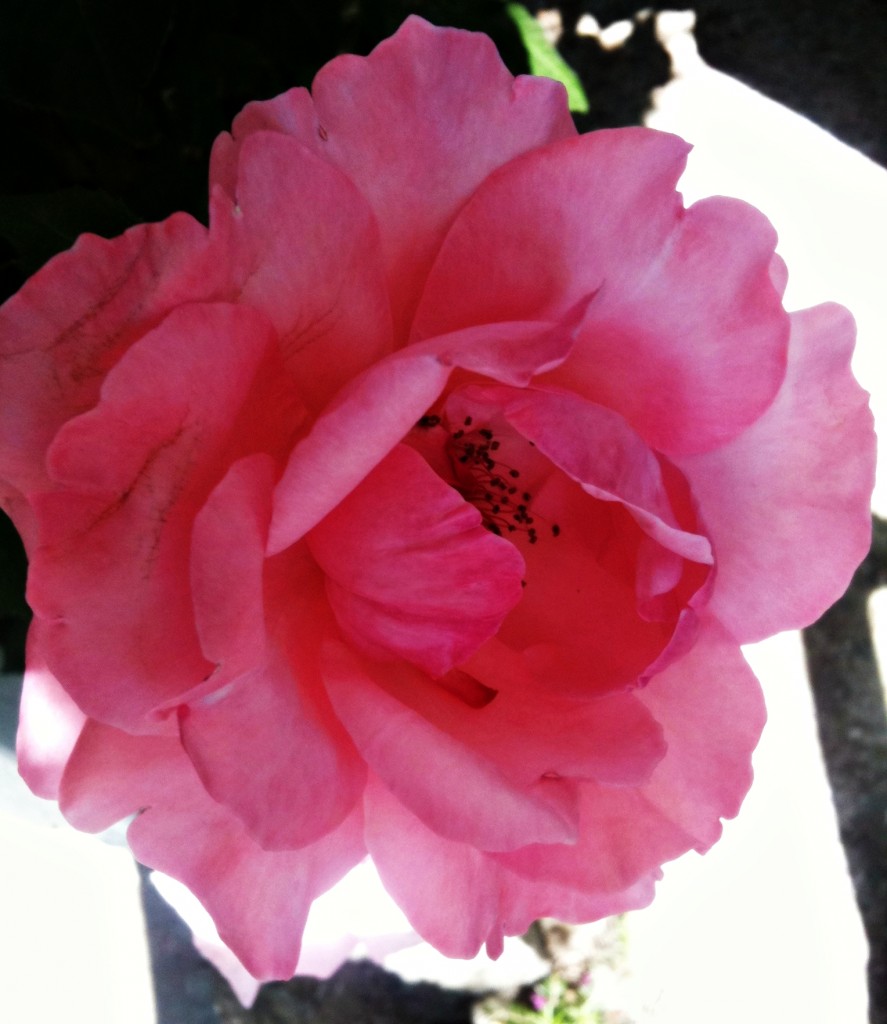 trandafiri3_jpg trandafiri3 jpg