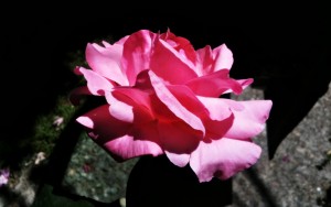 trandafiri4_jpg trandafiri4 jpg