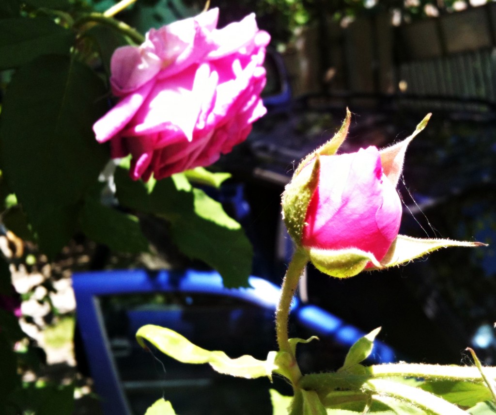 trandafiri_jpg trandafiri jpg