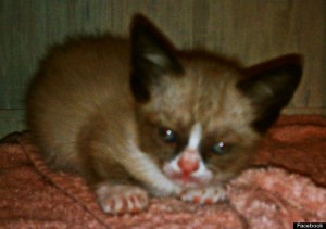 Grumpy Cat - Cea mai aroganta si morocanoasa pisica 5 o GRUMPY KITTEN 570