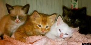 Grumpy Cat - Cea mai aroganta si morocanoasa pisica 4 o TARD KITTEN 570