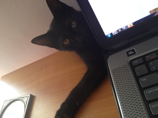 Cum ne scapa pisicile de energia negativa 5 noa dupa laptop energie negativa