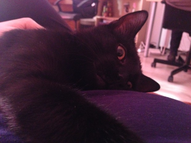 Cum ne scapa pisicile de energia negativa 7 pisicile energie negativa Noa