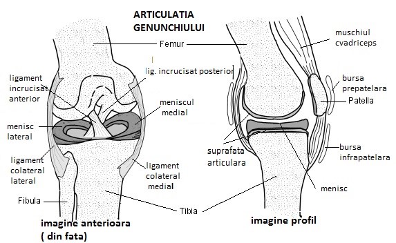 Sanatatea picioarelor - Recomandari pentru ruptura de menisc 3 leziunile meniscului